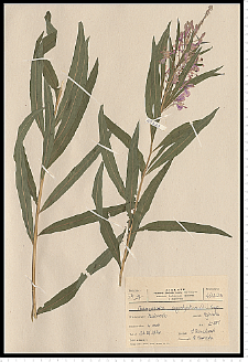 Chamaenerion angustifolium (L.) Scop.