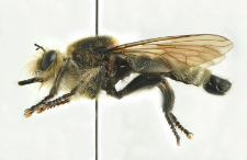 Laphria gibbosa (Linneusz, 1758)