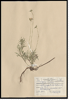 Scabiosa ochroleuca L.