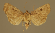 Graphiphora augur (Fabricius, 1775)