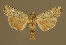 Actebia praecox (Linnaeus, 1758)