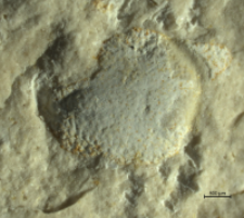 Goniodromitidae