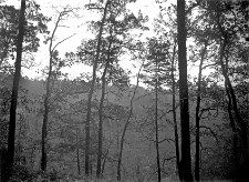 Las Suski (Polesie) : krawędź lasu z widokiem na dolinę Horynia