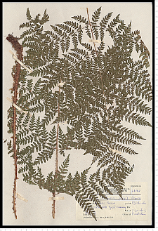 Dryopteris dilatata (Hoffm.) A. Gray