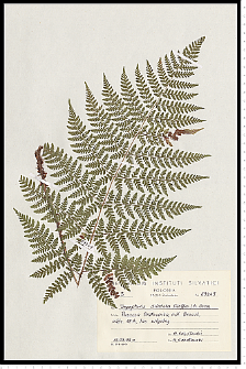 Dryopteris dilatata (Hoffm.) A. Gray