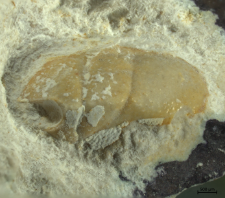 Goniodromites narinosus