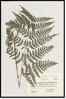 Dryopteris dilatata (Hoffm.) A. Gray