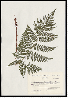 Dryopteris dilatata (Hoffm.) A. Gray