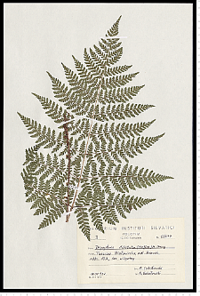 Dryopteris dilatata (Hoffm.) A. Gray