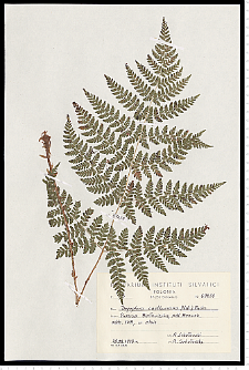 Dryopteris carthusiana (Vill.) H. P. Fuchs