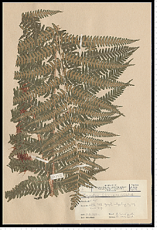 Dryopteris filix-mas (L.) Schott