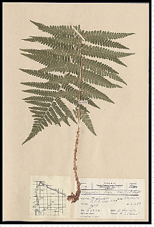 Dryopteris filix-mas (L.) Schott