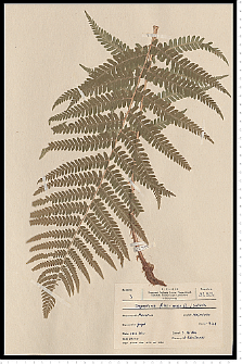 Dryopteris filix-mas (L.) Schott