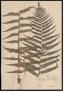 Dryopteris filix-mas (L.) Schott