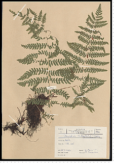 Thelypteris palustris Schott