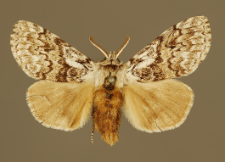 Calliteara abietis (Denis & Schiffermüller, 1775)