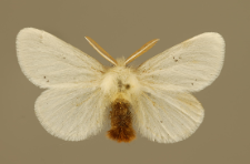 Euproctis chrysorrhoea (Linnaeus, 1758)