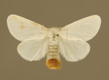 Euproctis chrysorrhoea (Linnaeus, 1758)