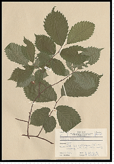 Ulmus laevis Pall.