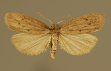 Pelosia obtusa (Herrich-Schäffer, 1852)