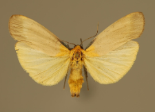 Lithosia quadra (Linnaeus, 1758)