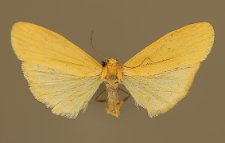 Eilema sororcula (Hufnagel, 1766)