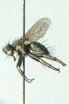 Campylocheta fuscinervis (Stein, 1924)