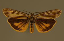 Spiris striata (Linnaeus, 1758)