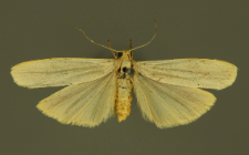 Eilema palliatella (Scopoli, 1763)