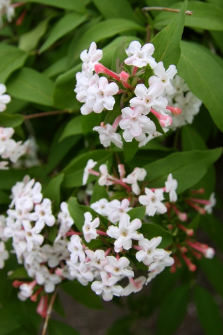 Abelia mosanensis I.C.Chung ex Nakai