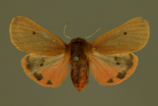 Phragmatobia fuliginosa (Linnaeus, 1758)