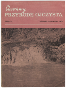 Owocujący bluszcz pospolity Hedera helix w Polsce środkowej
