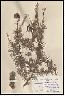 Larix decidua Mill.