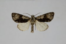 Acronicta alni