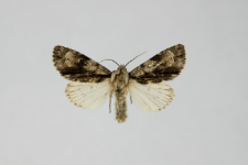 Acronicta alni