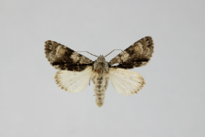 Acronicta alni