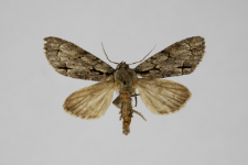 Acronicta cuspis