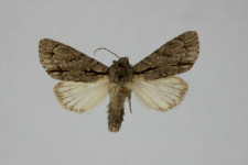 Acronicta cuspis