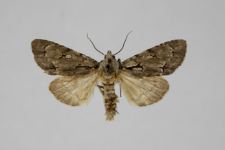 Acronicta cuspis