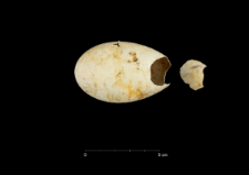 Phalacrocorax atriceps