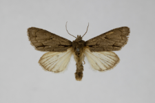 Acronicta tridens