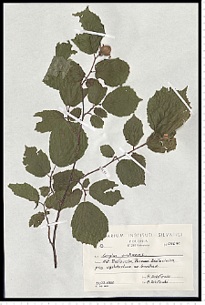 Corylus avellana L.