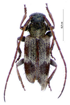 Exocentrus lusitanus (Linnaeus, 1767)