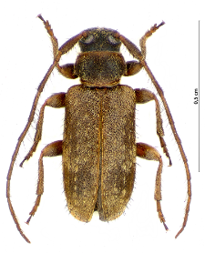 Exocentrus punctipennis M.E. Mulsant et F. Guillebeau, 1856