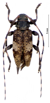 Leiopus linnei Wallin et al., 2009