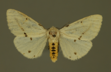 Spilosoma lutea (Hufnagel, 1766)