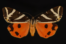 Euplagia quadripunctaria (Poda, 1761)