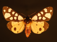 Arctia villica (Linnaeus, 1758)