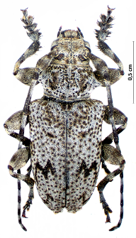 Aegomorphus grisescens (Pic, 1888)