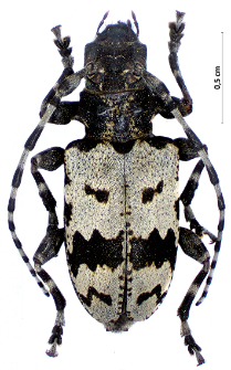 Aegomorphus krueperi (Kraatz, 1859)